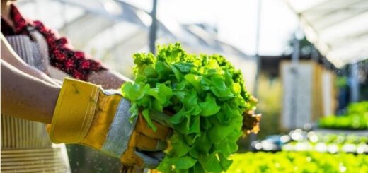 Cultivating the Concrete Jungle: The Rise of Urban Farming