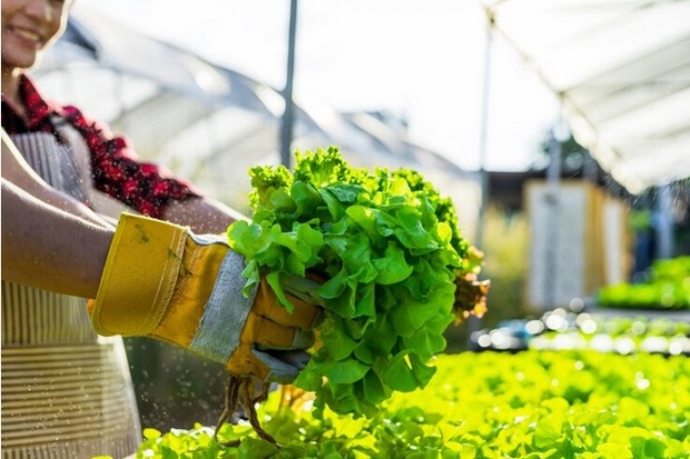 Cultivating the Concrete Jungle: The Rise of Urban Farming
