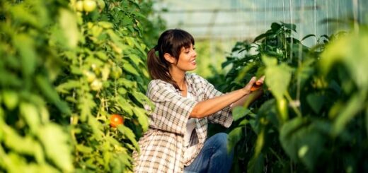 Sowing the Seeds of Innovation: Investment Opportunities in AgriTech Startups